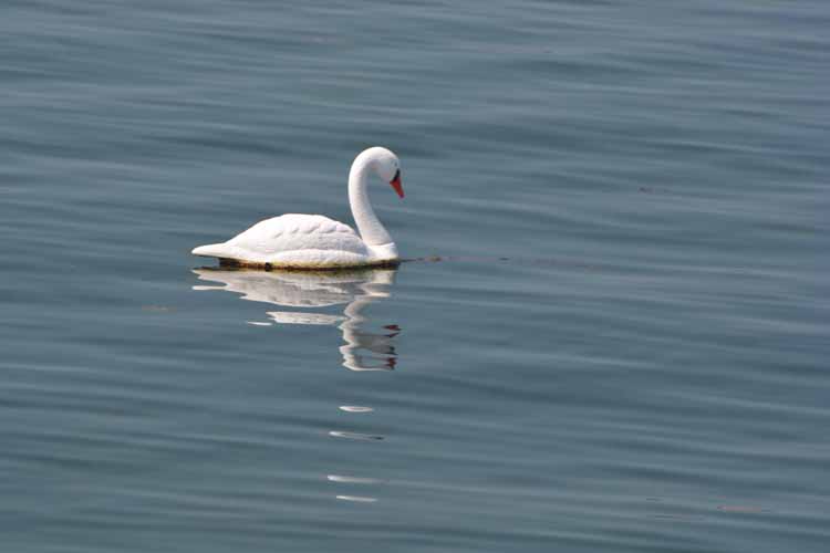 swan on water